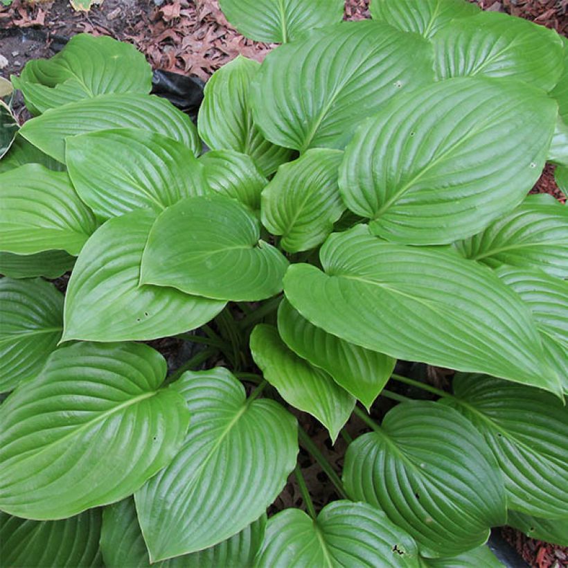 Hosta ventricosa - Garten-Funkie (Laub)