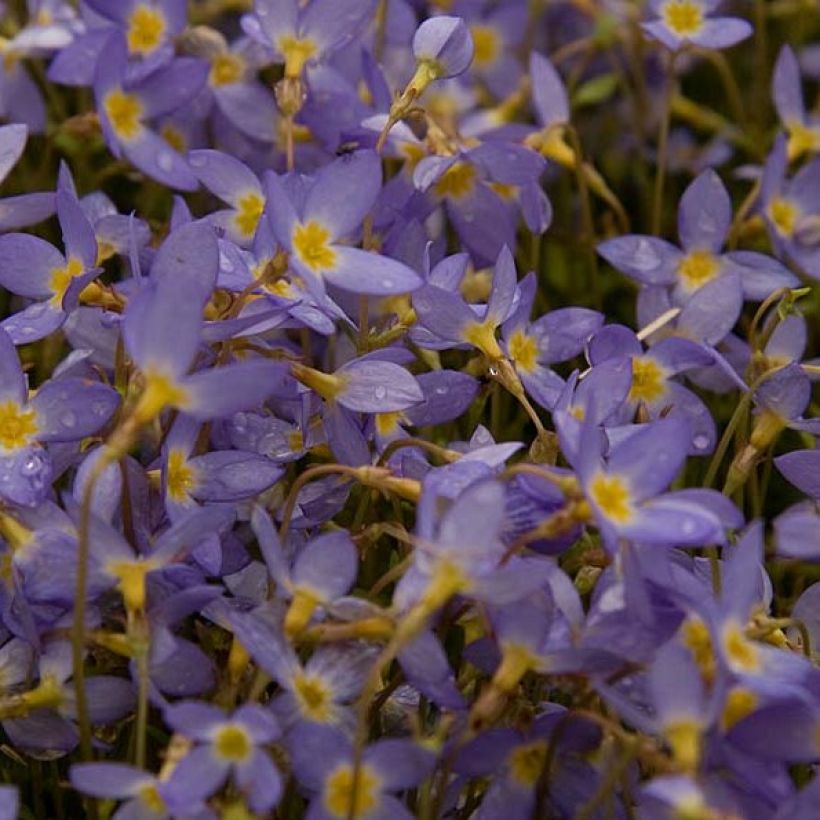 Houstonia caerulea Millard's Variety - Porzellansternchen (Blüte)