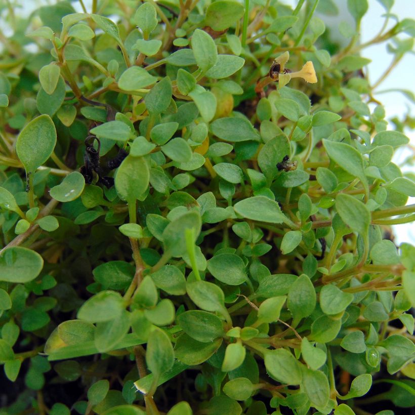 Houstonia caerulea Millard's Variety - Porzellansternchen (Laub)