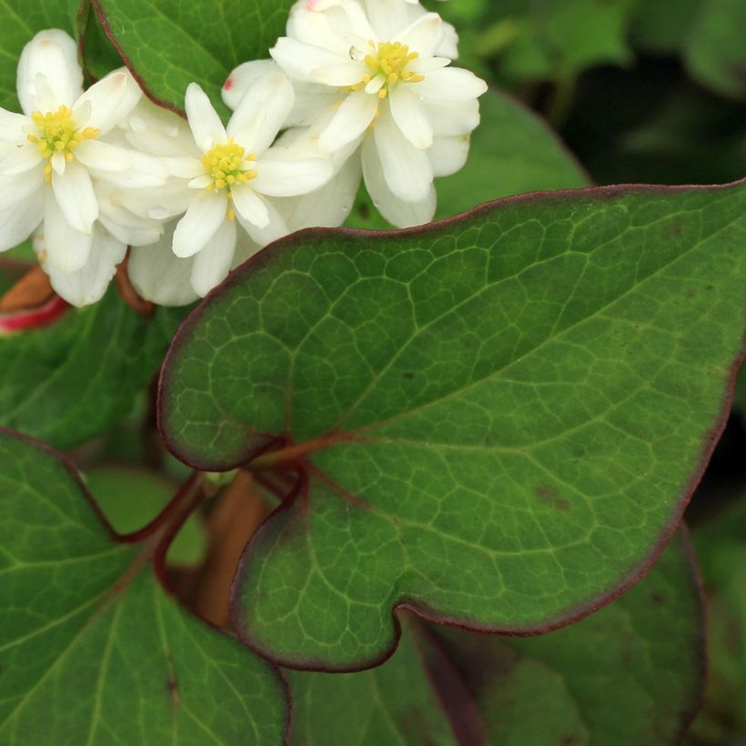 Houttuynia cordata Flore Pleno - Eidechsenschwanz (Laub)