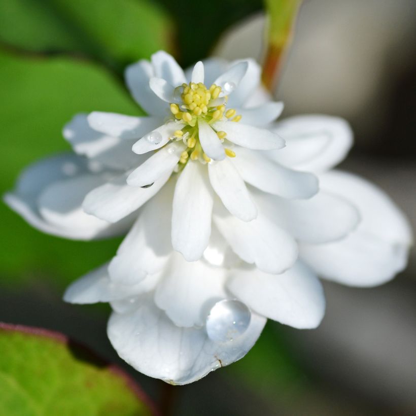 Houttuynia cordata Flore Pleno - Eidechsenschwanz (Blüte)