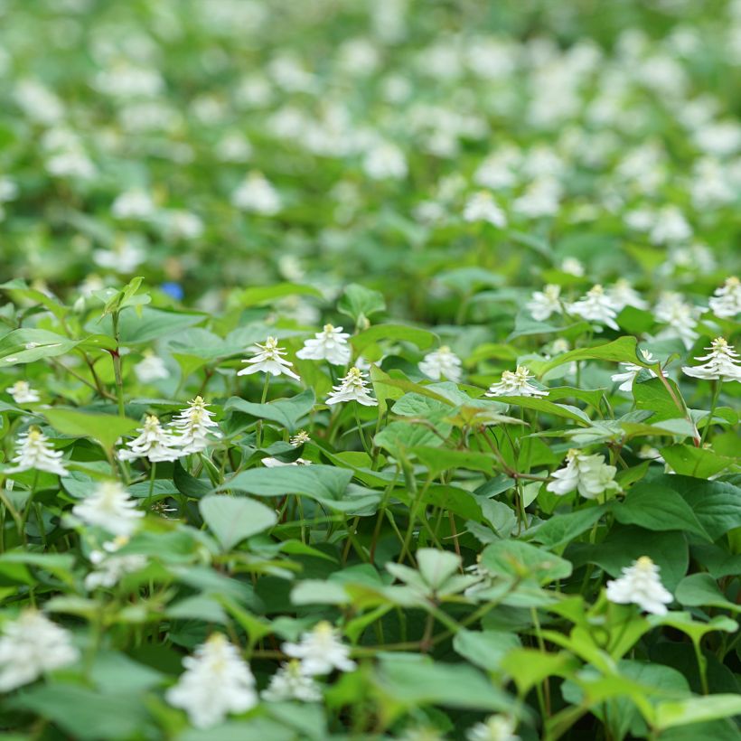 Houttuynia cordata Flore Pleno - Eidechsenschwanz (Hafen)