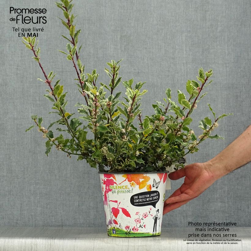 Exemplar von Europäische Stechpalme Ingramii - Ilex aquifolium Topf mit 2L/3LGelieferte Höhe ca. 30/40cm wie im Frühjahr geliefert