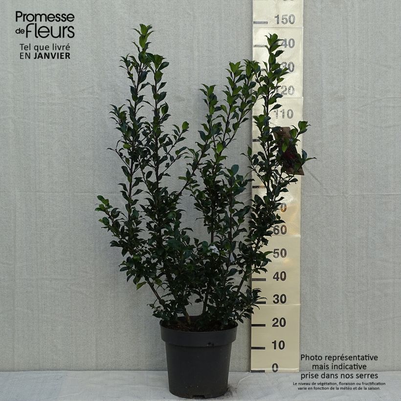 Exemplar von Stechpalme Mesid - Ilex meserveae wie im Winter geliefert