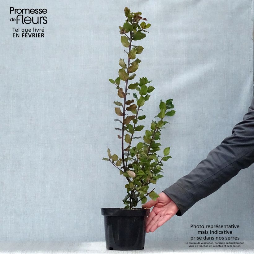 Exemplar von Stechpalme Blue princess - Ilex meserveae wie im Winter geliefert