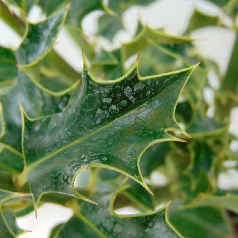 Stechpalme Alaska - Ilex aquifolium (Laub)