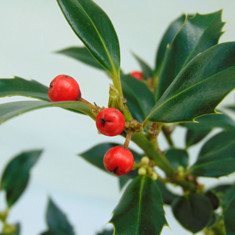 Stechpalme Alaska - Ilex aquifolium (Ernte)