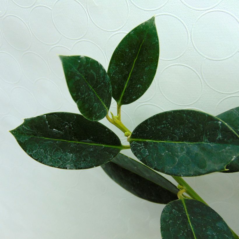 Fruchtende Stechpalme JC Van Tol - Ilex aquifolium (Laub)