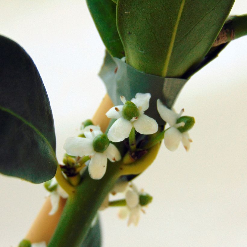 Fruchtende Stechpalme JC Van Tol - Ilex aquifolium (Blüte)