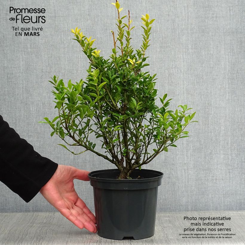 Exemplar von Houx crénelé - Ilex crenata Blondie Pot de 2L/3L wie im Winter geliefert