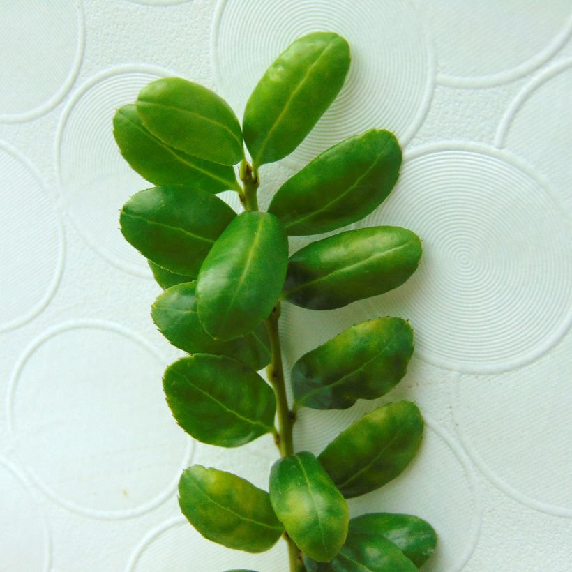 Japanische Stechpalme Convexa (In eine Kugel schneiden) - Ilex crenata (Laub)