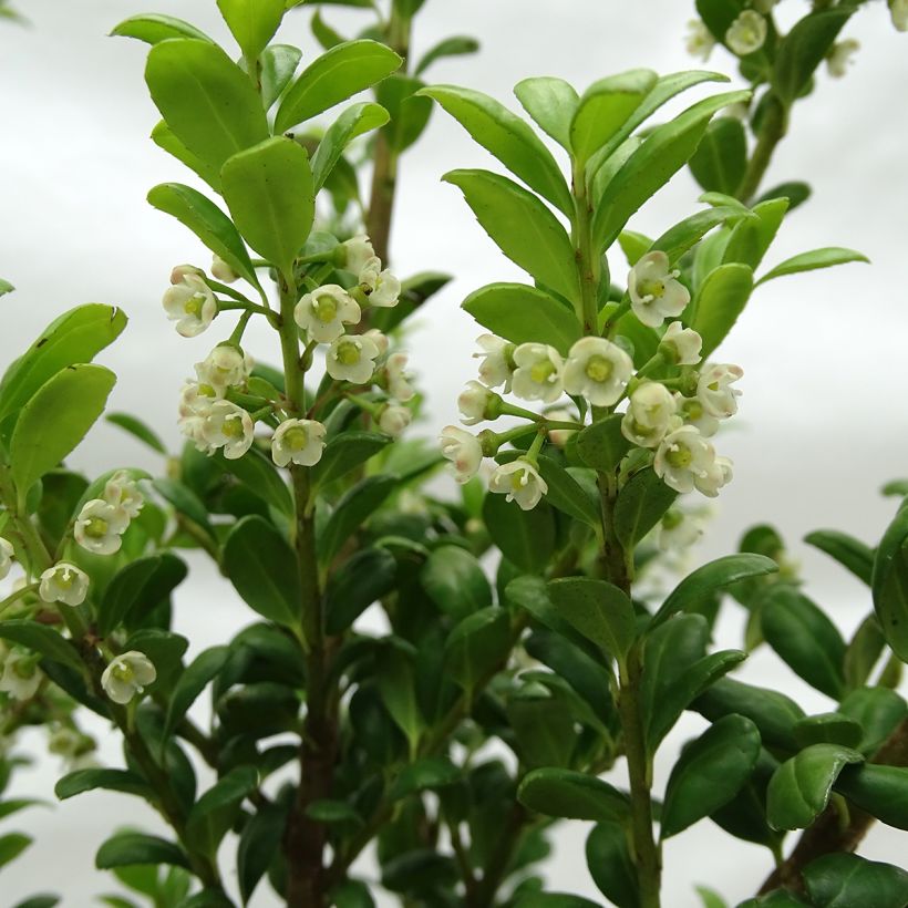 Japanische Stechpalme Convexa (In eine Kugel schneiden) - Ilex crenata (Blüte)