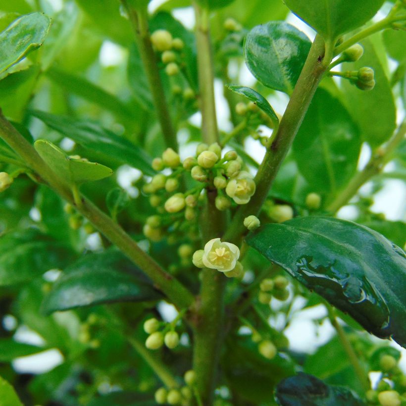 Japanische Stechpalme Dark Green - Ilex crenata (Blüte)