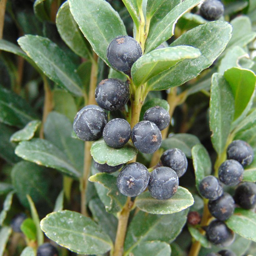 Japanische Stechpalme Fastigiata - Ilex crenata (Ernte)