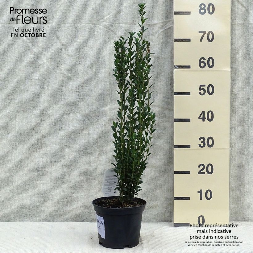 Exemplar von Houx crénelé - Ilex crenata Fastigiata Pot de 3L/4L wie im Herbst geliefert