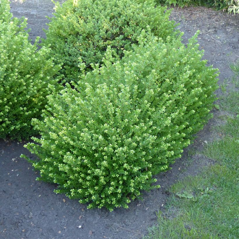 Japanische Stechpalme Glorie Dwarf - Ilex crenata (Hafen)