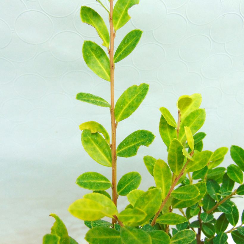 Japanische Stechpalme Glory Gem - Ilex crenata (Laub)