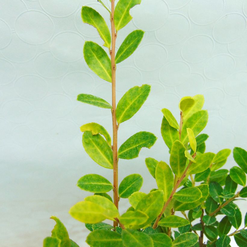 Japanische Stechpalme Golden Gem - Ilex crenata (Laub)