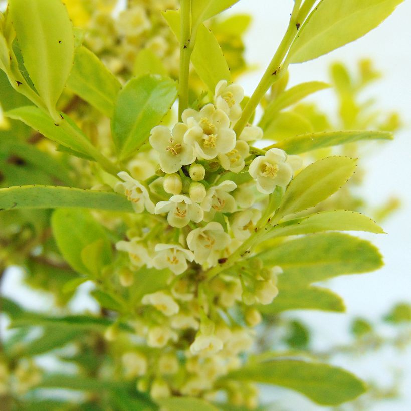 Japanische Stechpalme Golden Gem - Ilex crenata (Blüte)