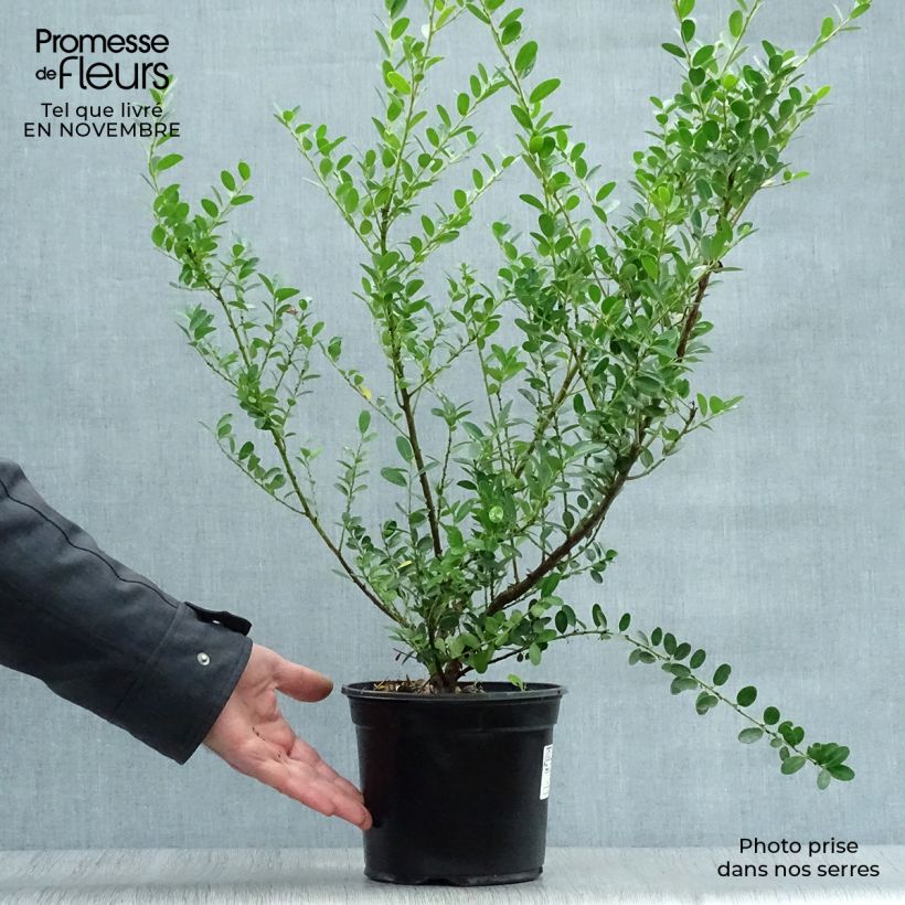 Exemplar von Houx crénelé - Ilex crenata Green Hedge 30/40cm en pot de 2L/3L wie im Herbst geliefert