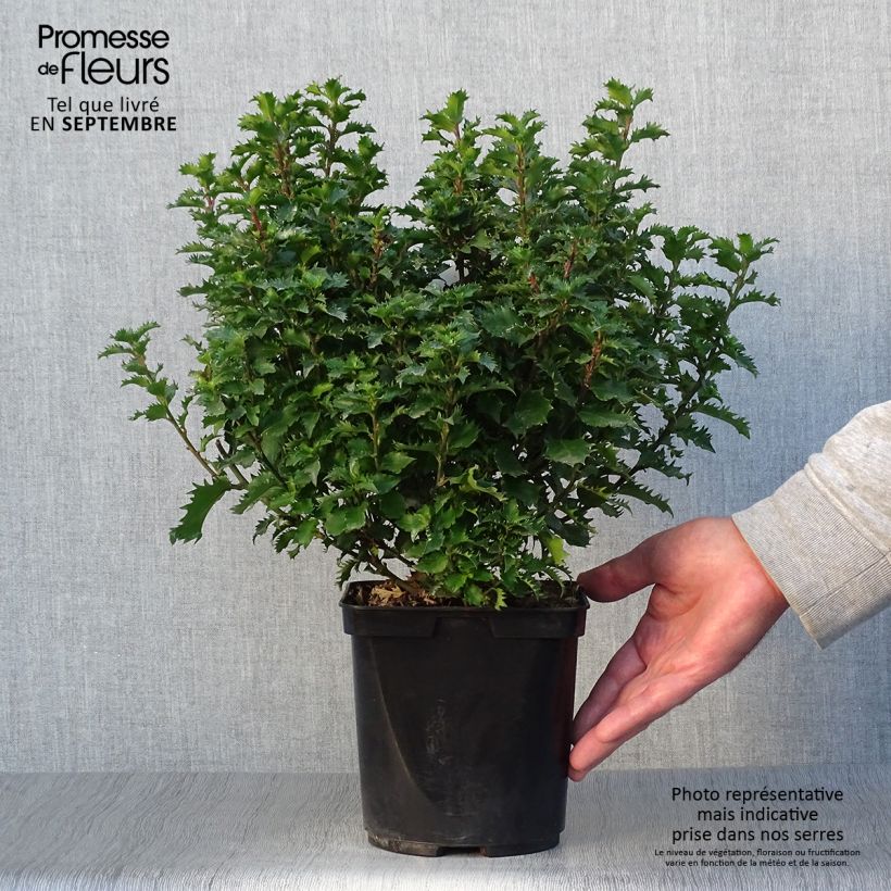 Exemplar von Stechpalme Little Rascal - Ilex meserveae wie im Herbst geliefert