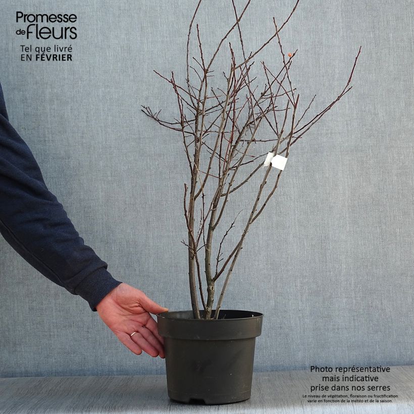 Exemplar von Houx verticillé femelle Magical Daydream - Ilex verticillata Pot de 4L/5L wie im Winter geliefert