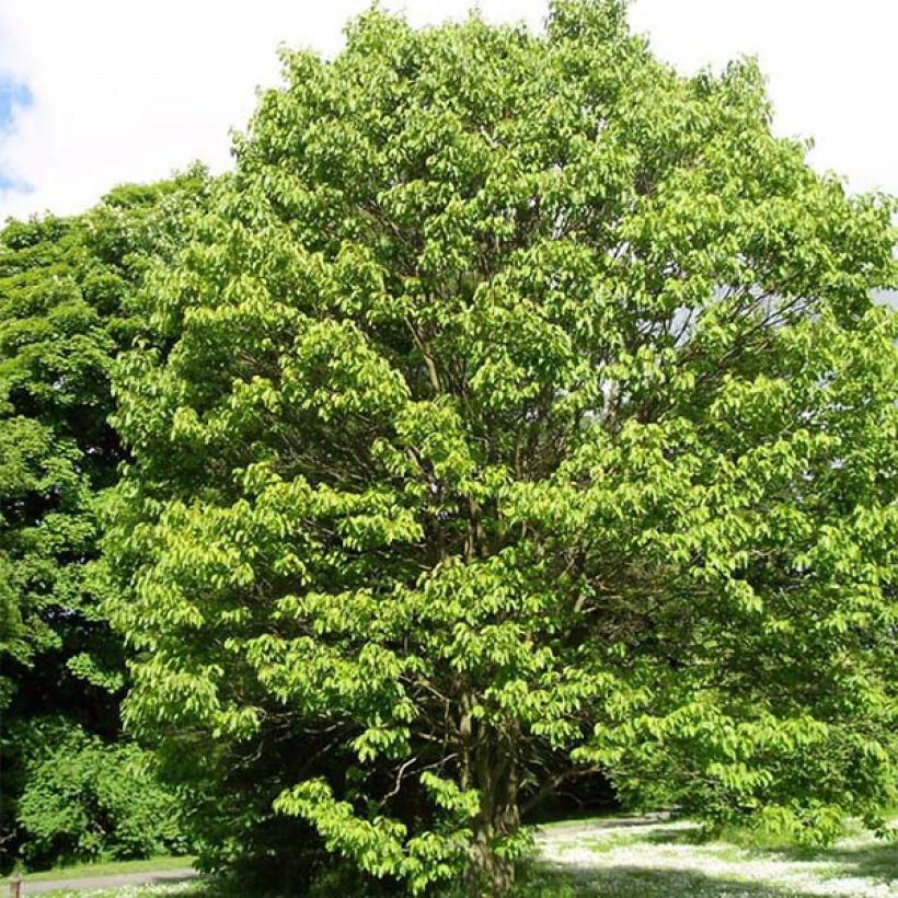 Japanischer Rosinenbaum - Hovenia dulcis (Hafen)