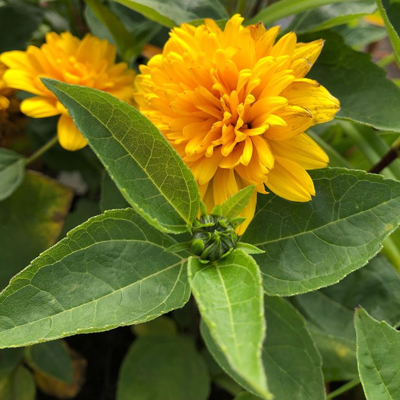 Helianthus decapetalus Soleil d'Or - Zehnstrahlige Sonnenblume (Laub)