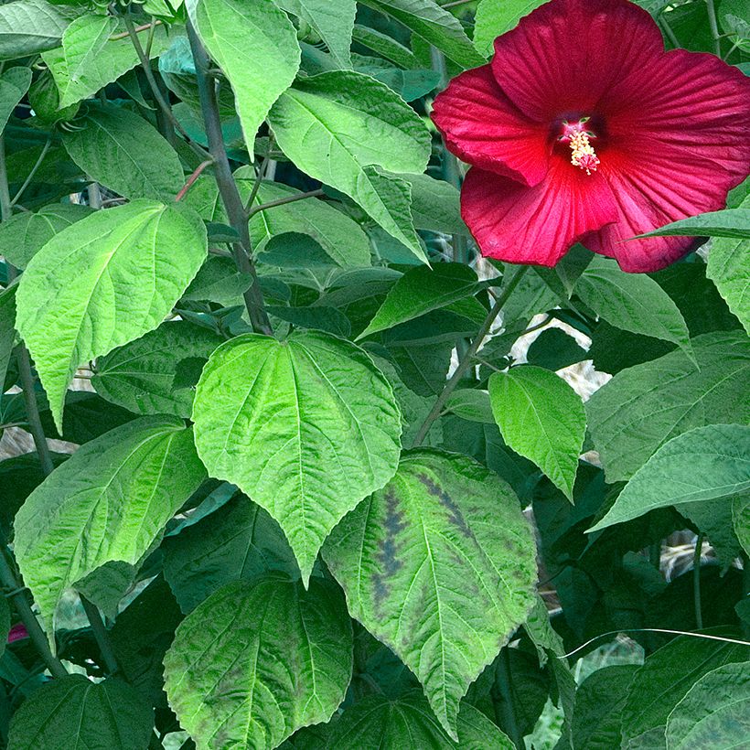 Hibiscus moscheutos Red - Sumpfeibisch (Laub)