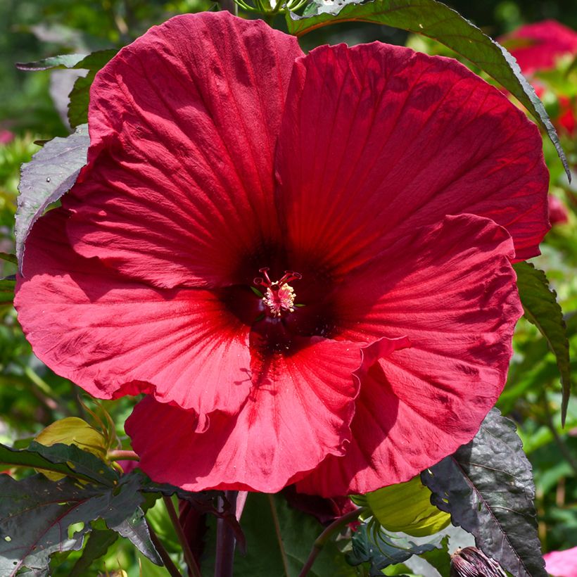 Hibiscus moscheutos Red - Sumpfeibisch (Blüte)