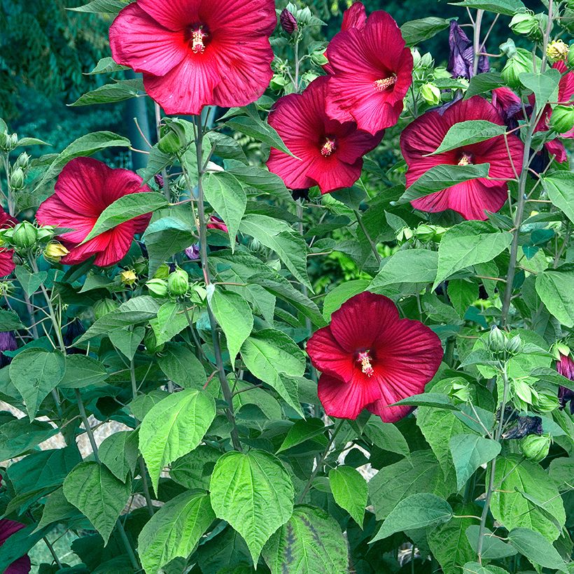 Hibiscus moscheutos Red - Sumpfeibisch (Hafen)