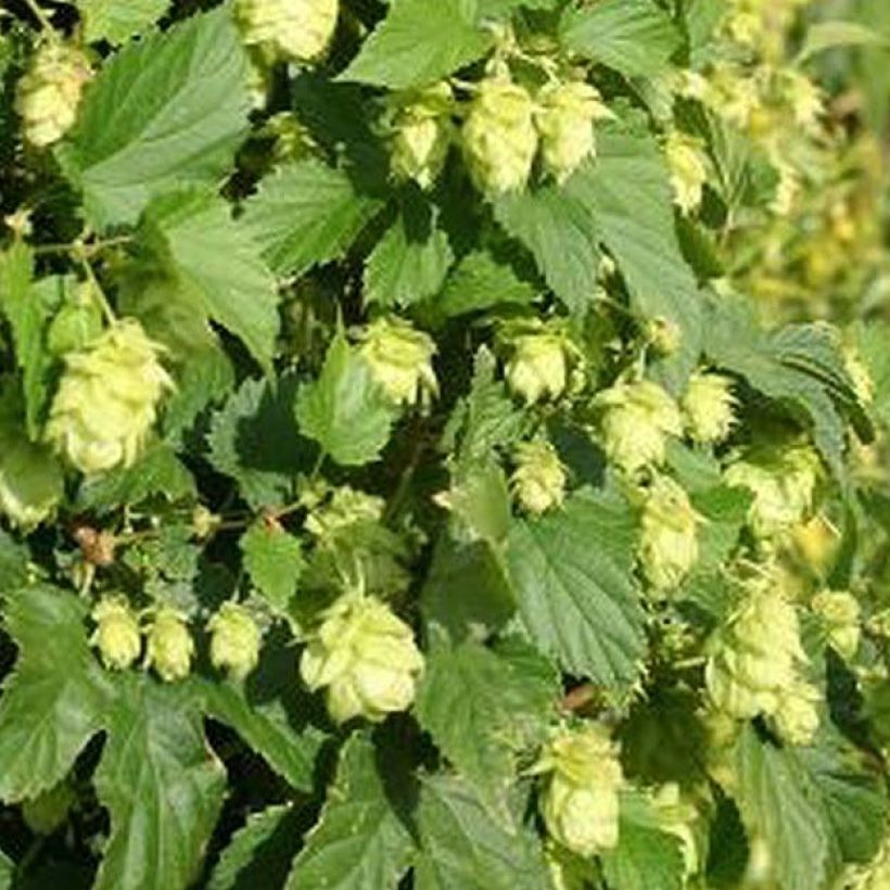 Humulus lupulus Nordbrau - Hopfen (Laub)