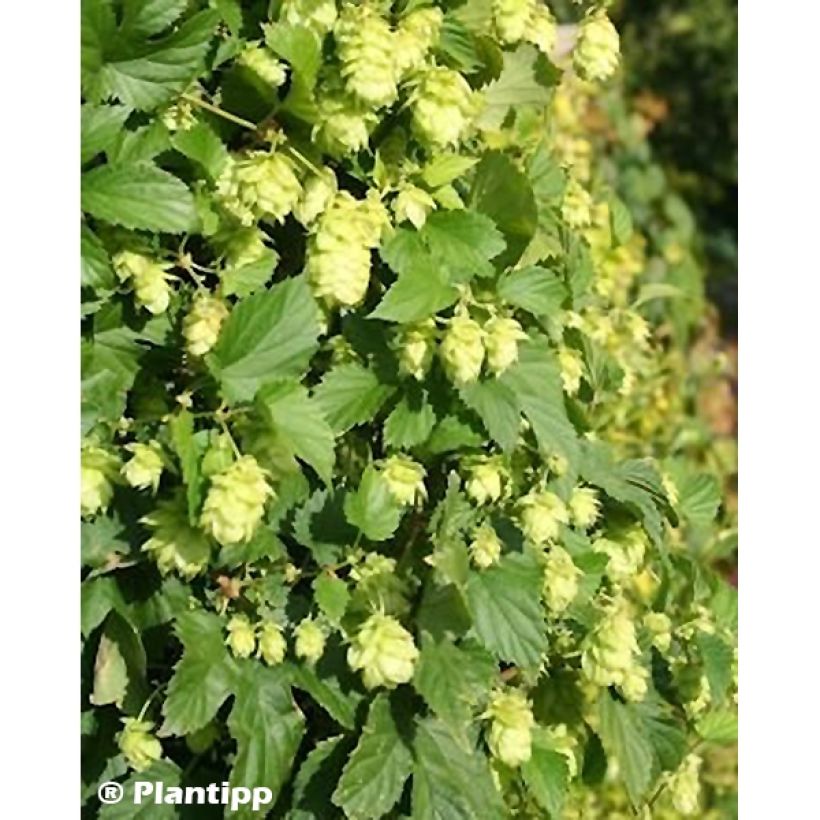 Humulus lupulus Prima Donna - Hopfen (Laub)