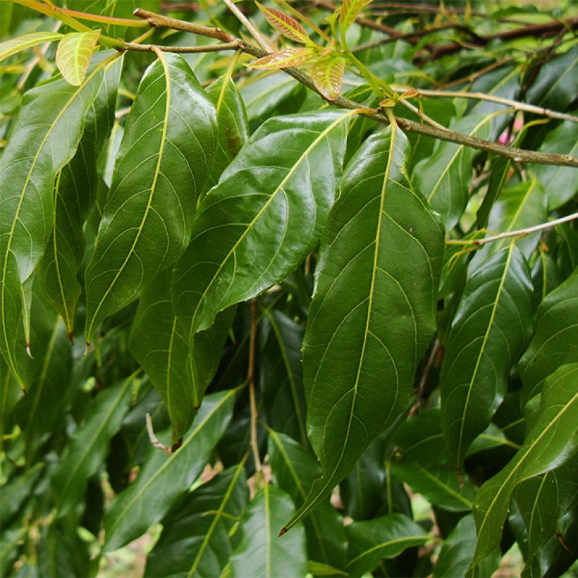 Huodendron biaristatum (Laub)