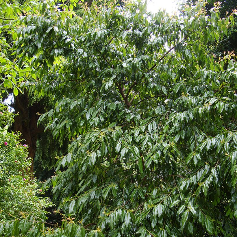 Huodendron biaristatum (Hafen)