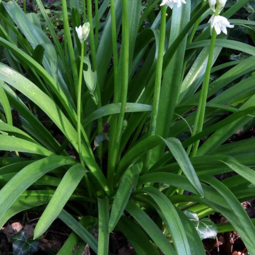 Hyacinthoides non-scripta Alba - Atlantische Hasenglöckchen (Laub)