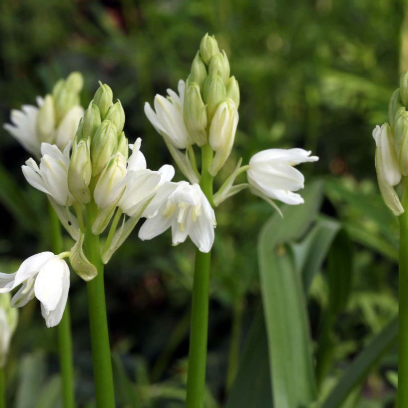 Hyacinthoides non-scripta Alba - Atlantische Hasenglöckchen (Blüte)