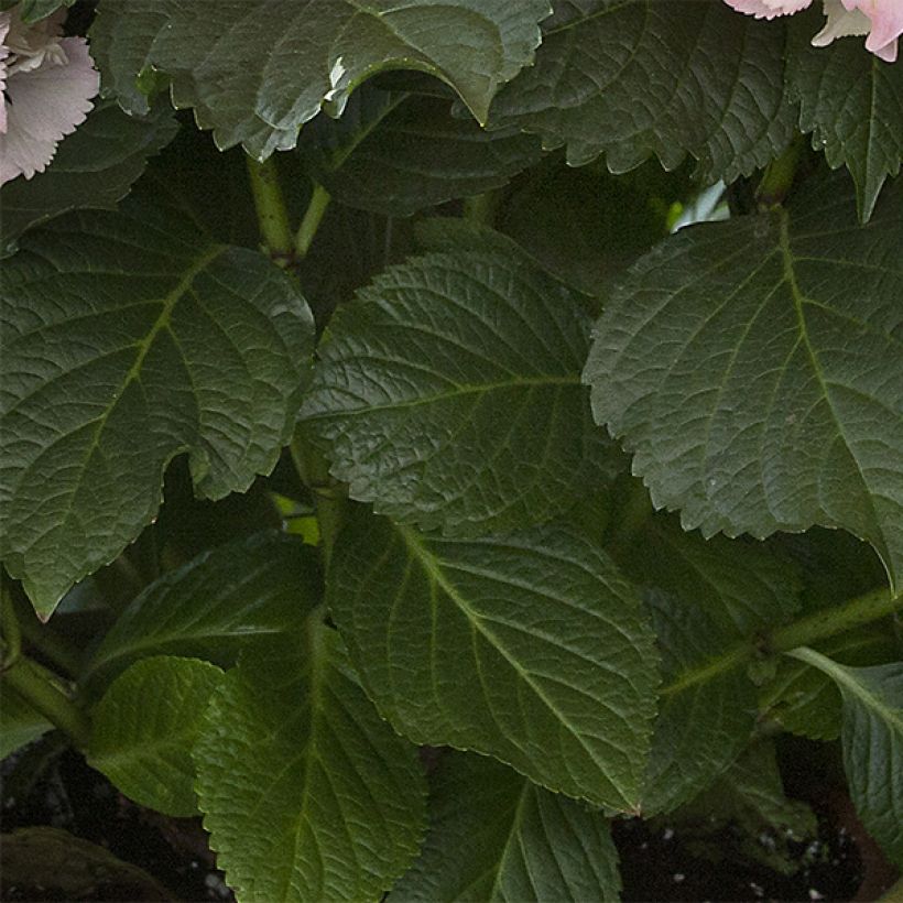 Hydrangea macrophylla Magical Pearl - Bauernhortensie (Laub)