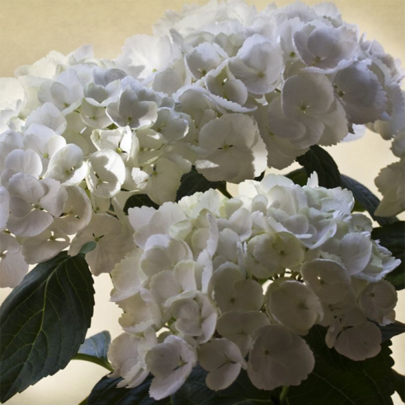 Hydrangea macrophylla Magical Pearl - Bauernhortensie (Blüte)