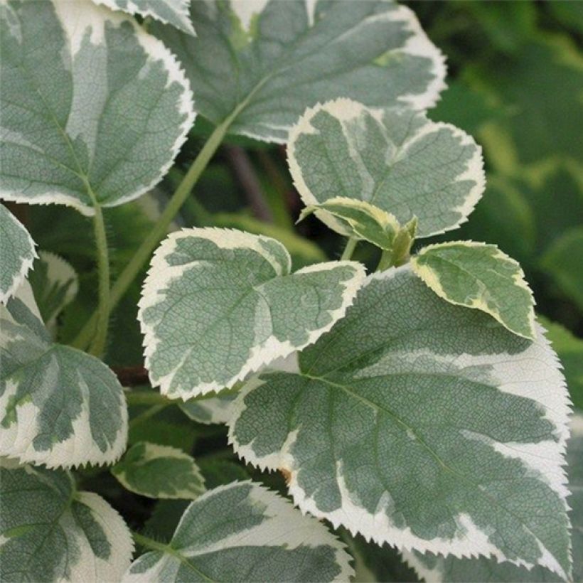 Hydrangea anomala petiolaris Silver Lining - Kletter-Hortensie (Laub)