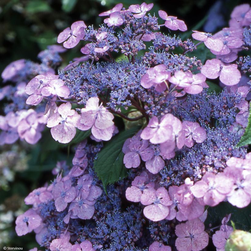 Hydrangea serrata Vicomte de Kerlot - Tellerhortensie (Blüte)