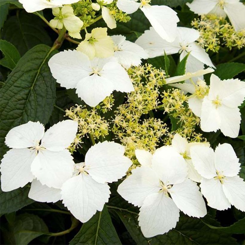 Hydrangea angustipetala Golden Crane - Dufthortensie (Blüte)