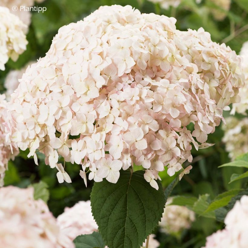 Ballhortensie Candybelle Marshmallow - Hydrangea arborescens (Blüte)