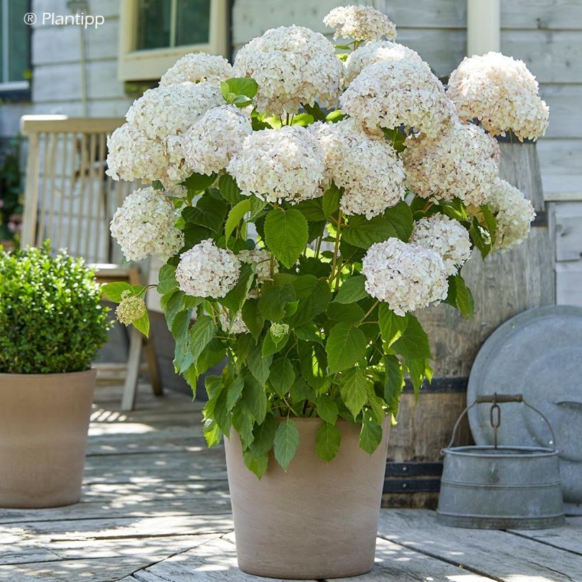 Ballhortensie Candybelle Marshmallow - Hydrangea arborescens (Hafen)