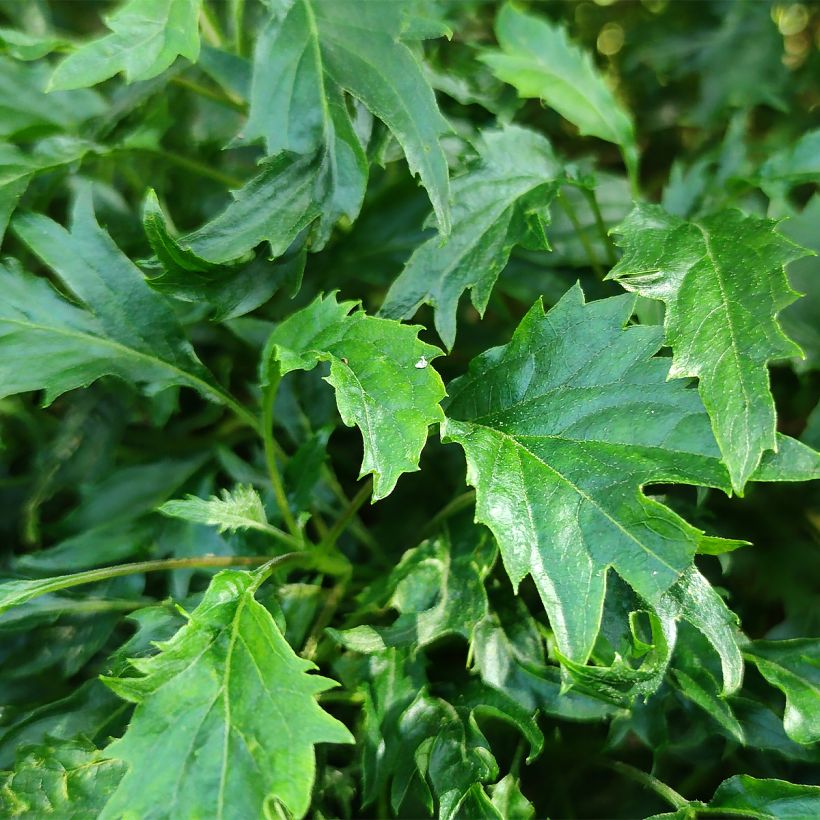 Schneeballhortensie Emerald lace - Hydrangea arborescens (Laub)