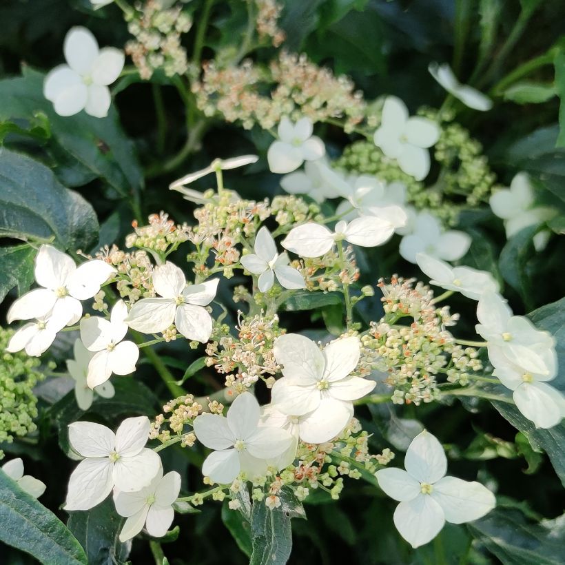 Schneeballhortensie Emerald lace - Hydrangea arborescens (Blüte)