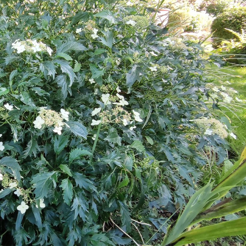 Schneeballhortensie Emerald lace - Hydrangea arborescens (Hafen)