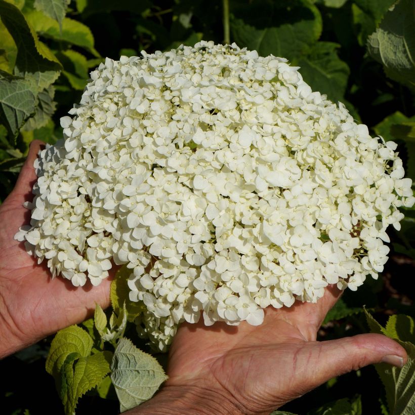 Ballhortensie Golden Annabelle - Hydrangea arborescens (Blüte)