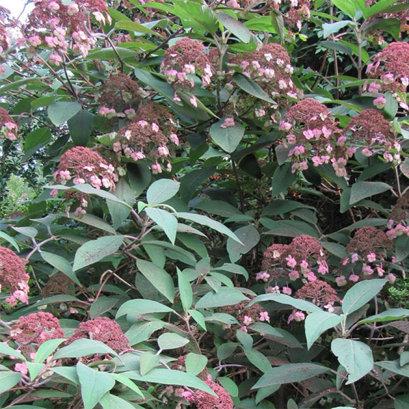 Hydrangea aspera Anthony Bullivant - Samthortensie (Blüte)