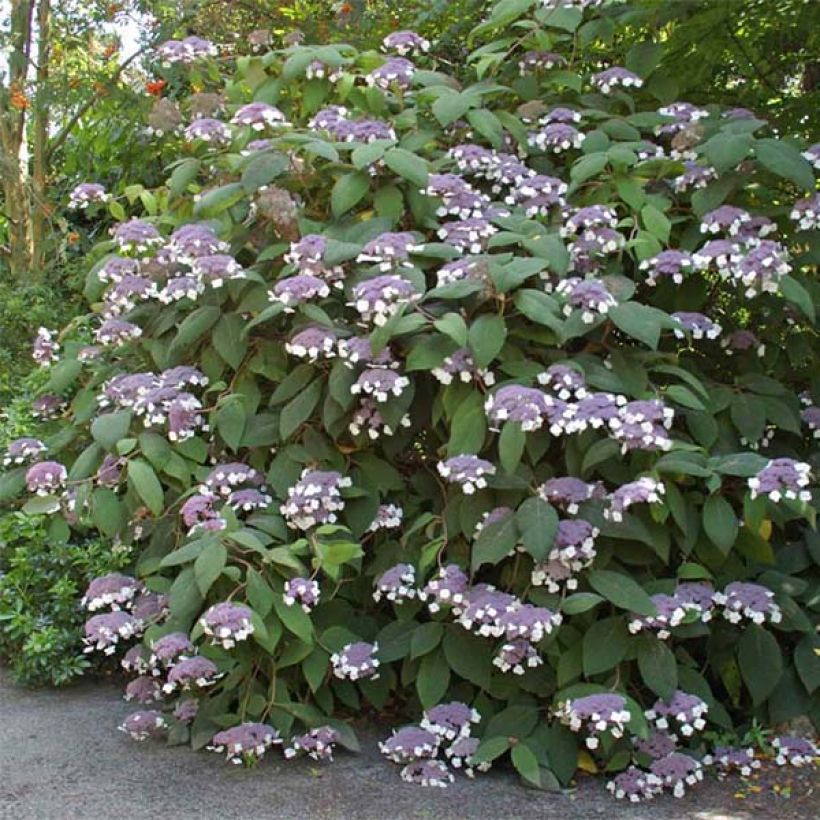 Hydrangea aspera Bellevue - Samthortensie (Blüte)